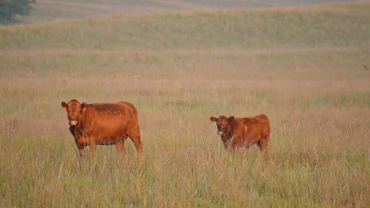 cow calf pair