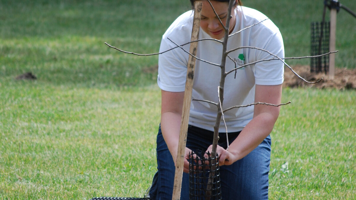 Person planting a new tree