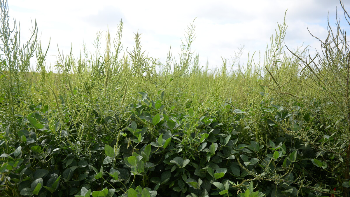 Palmer amaranth
