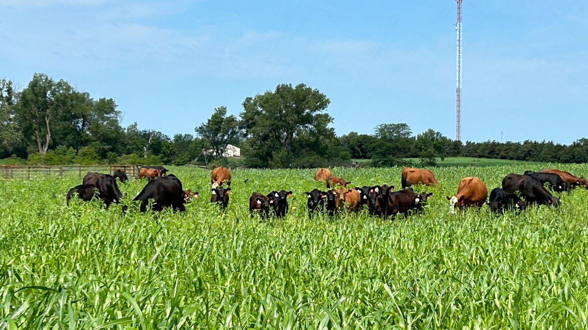 cattle grazing sudan