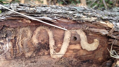 emerald ash borer