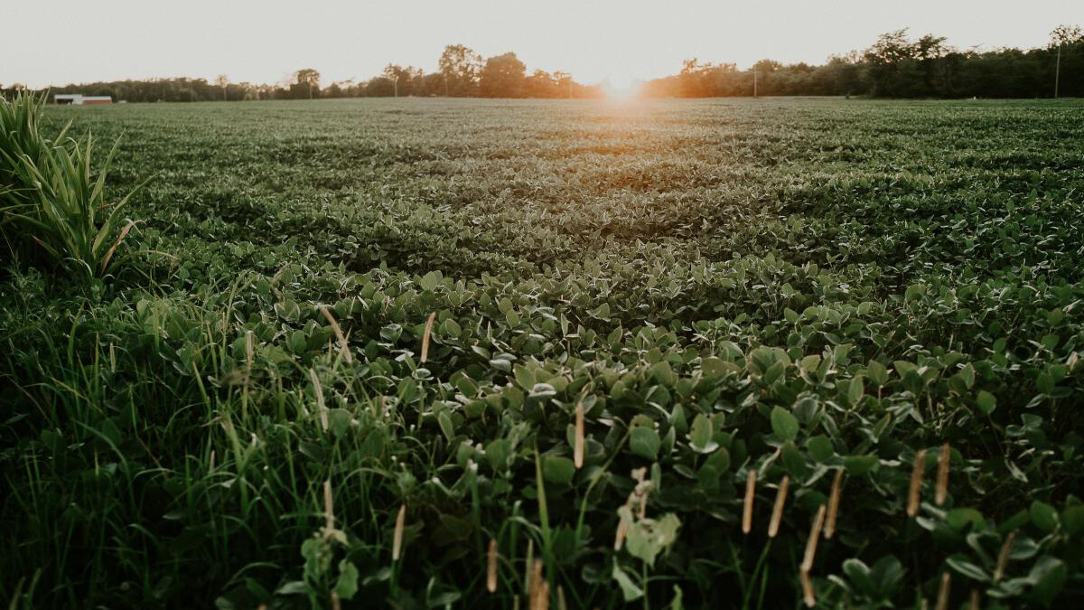 field