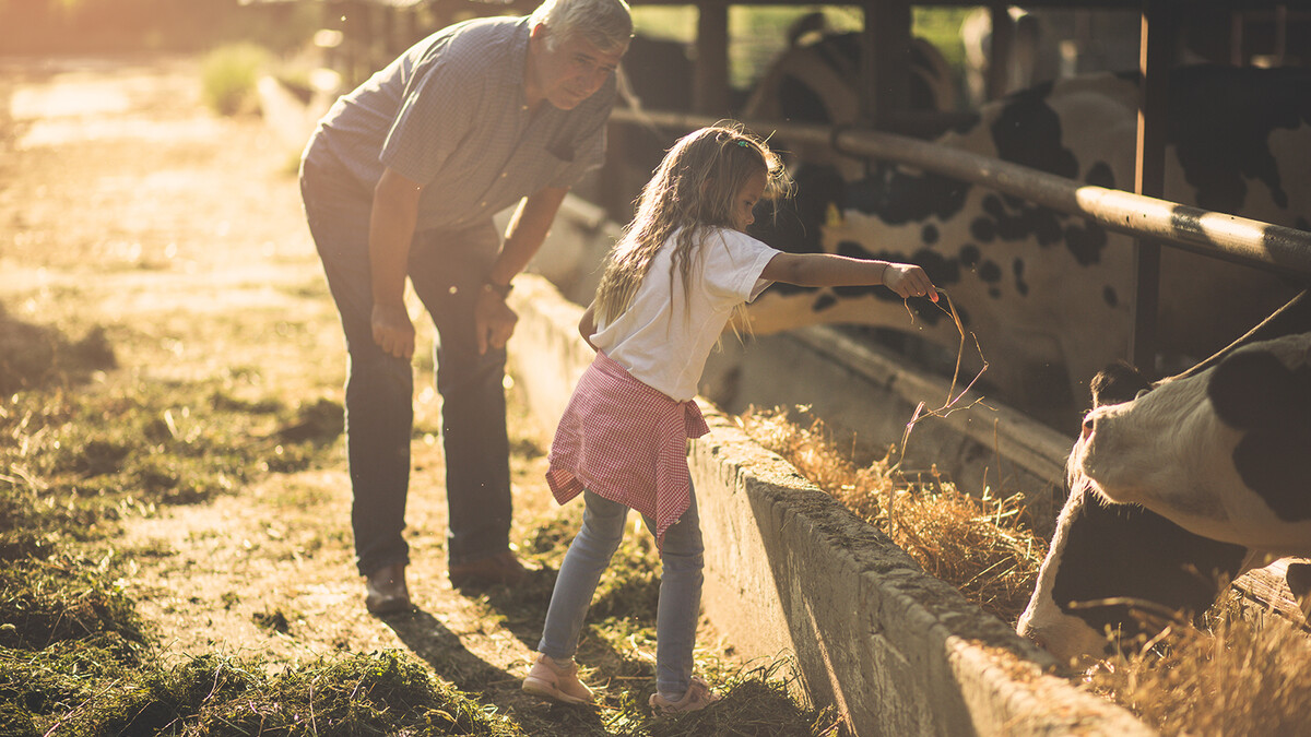 farm feeding at sunset