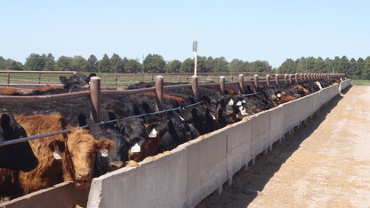 Beef Feedlot Roundtables