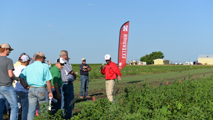 Palmer amaranth