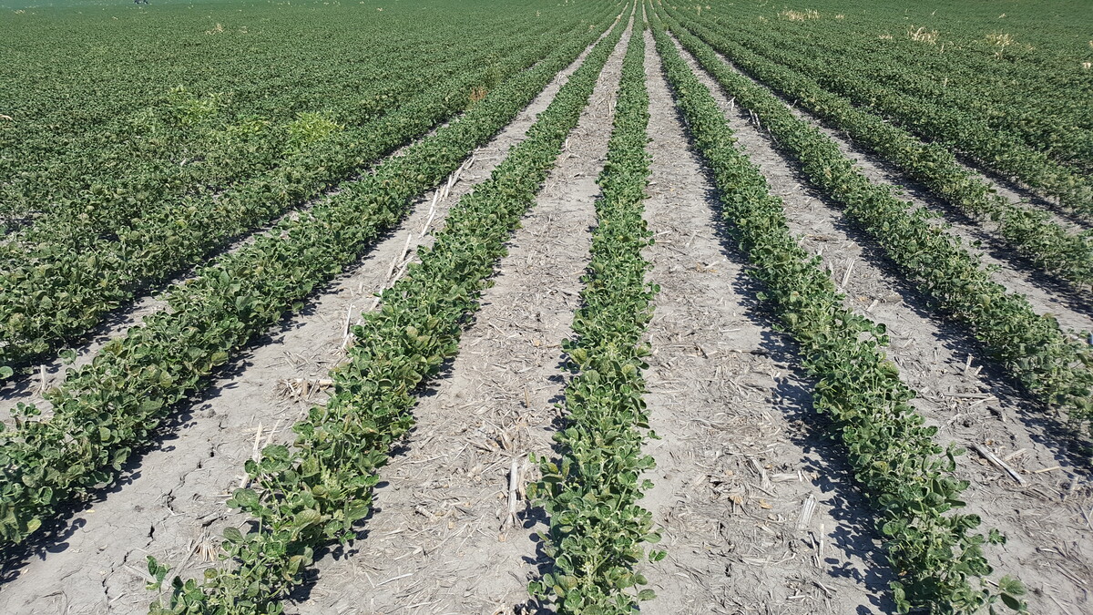Dicamba