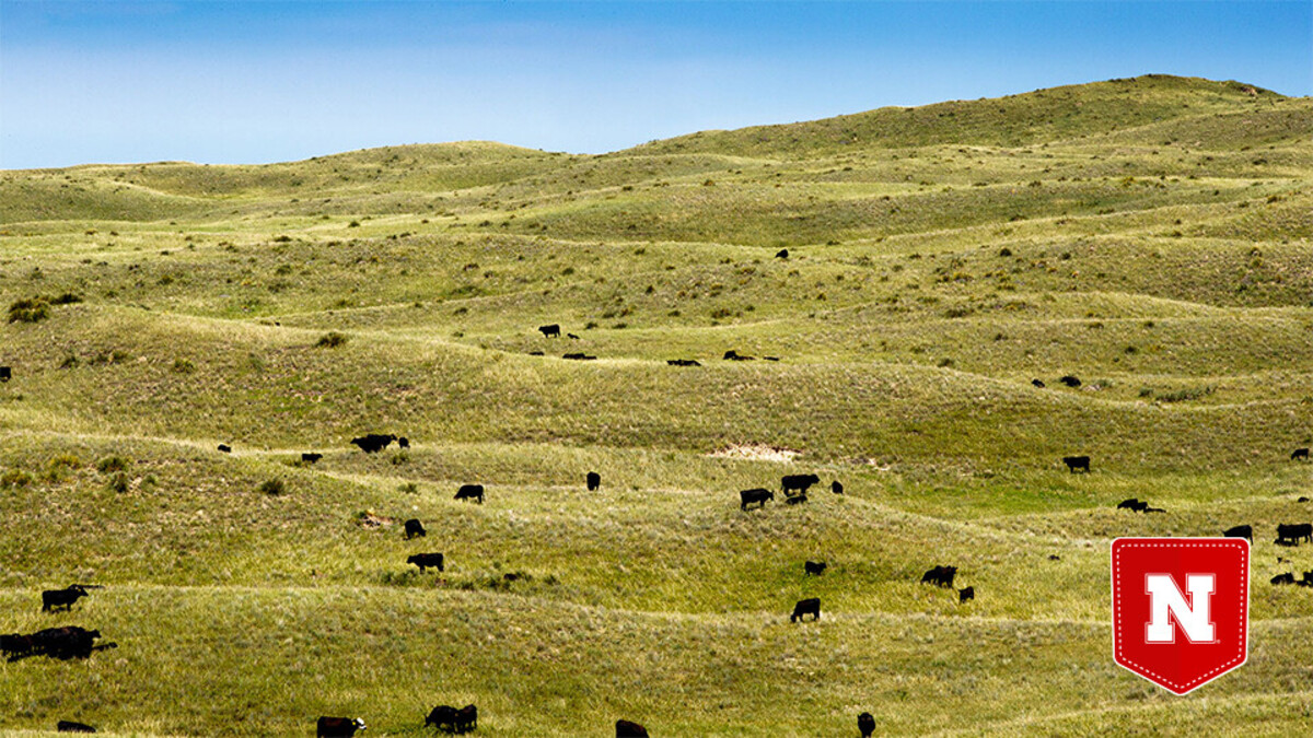 cattle grazing