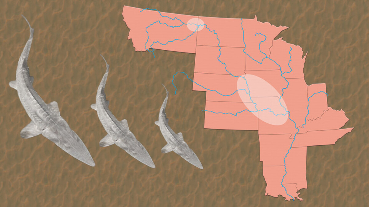 pallid sturgeon Nebraska