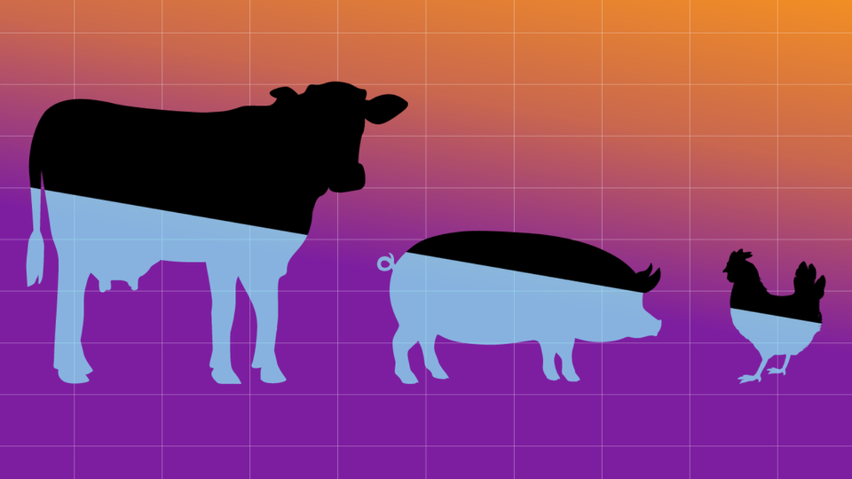 cattle pigs chicken