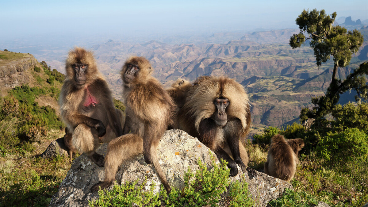 gelada monkey