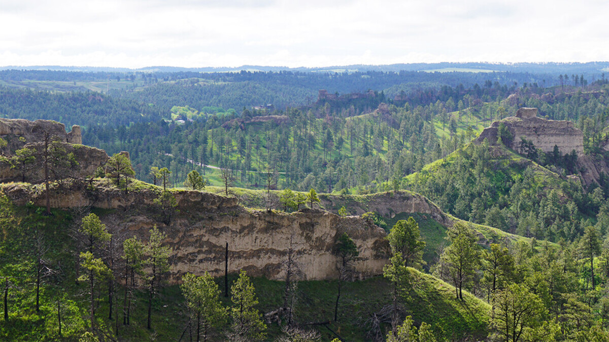 pine ridge