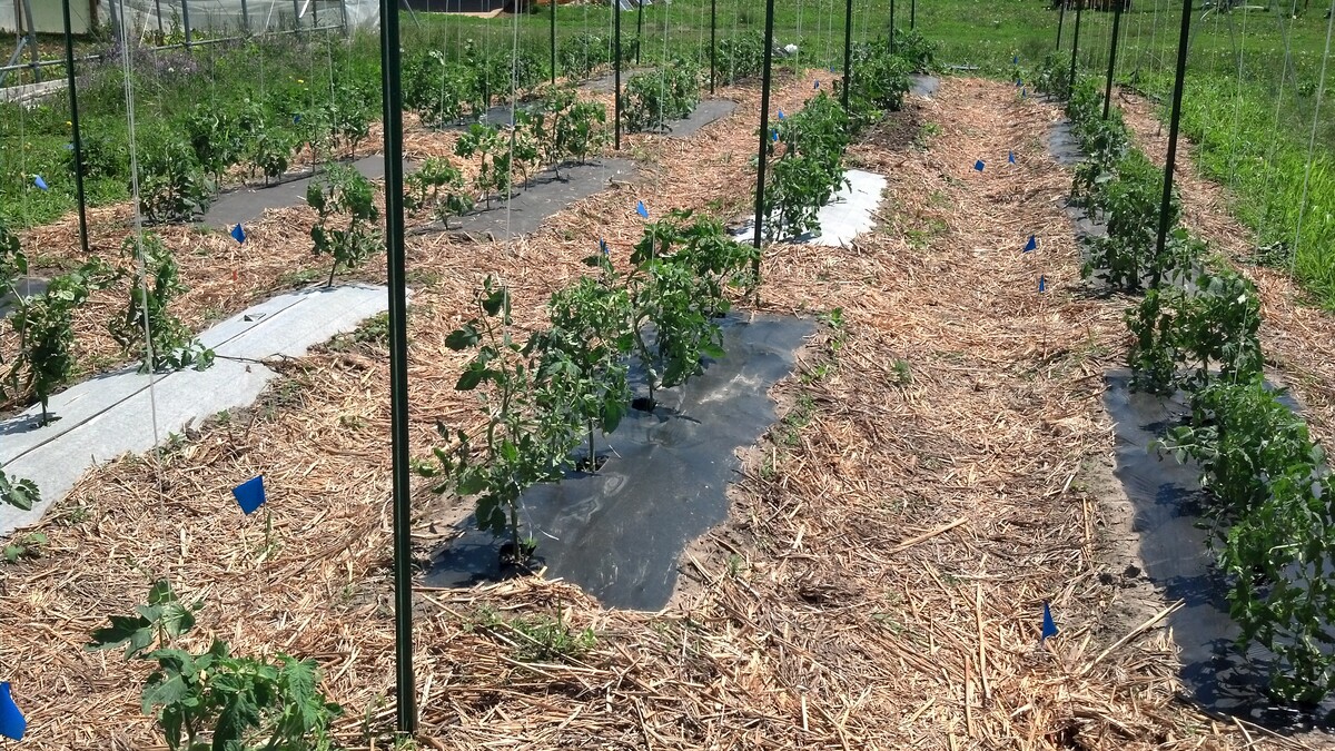 A garden using biodegradable mulch. Links to larger image.