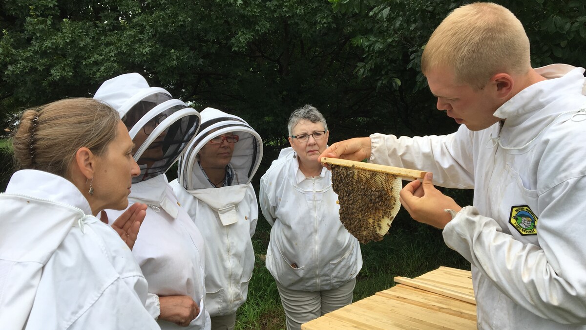 hive