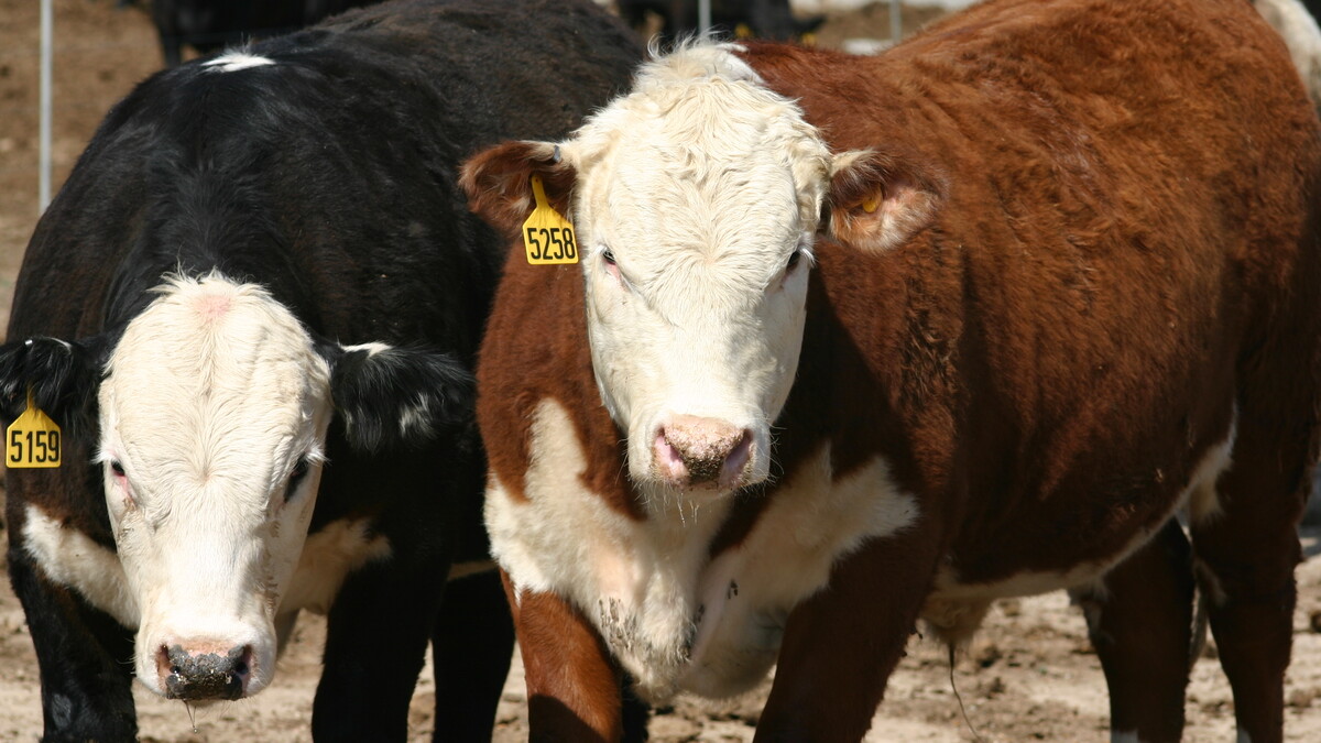 Cattle