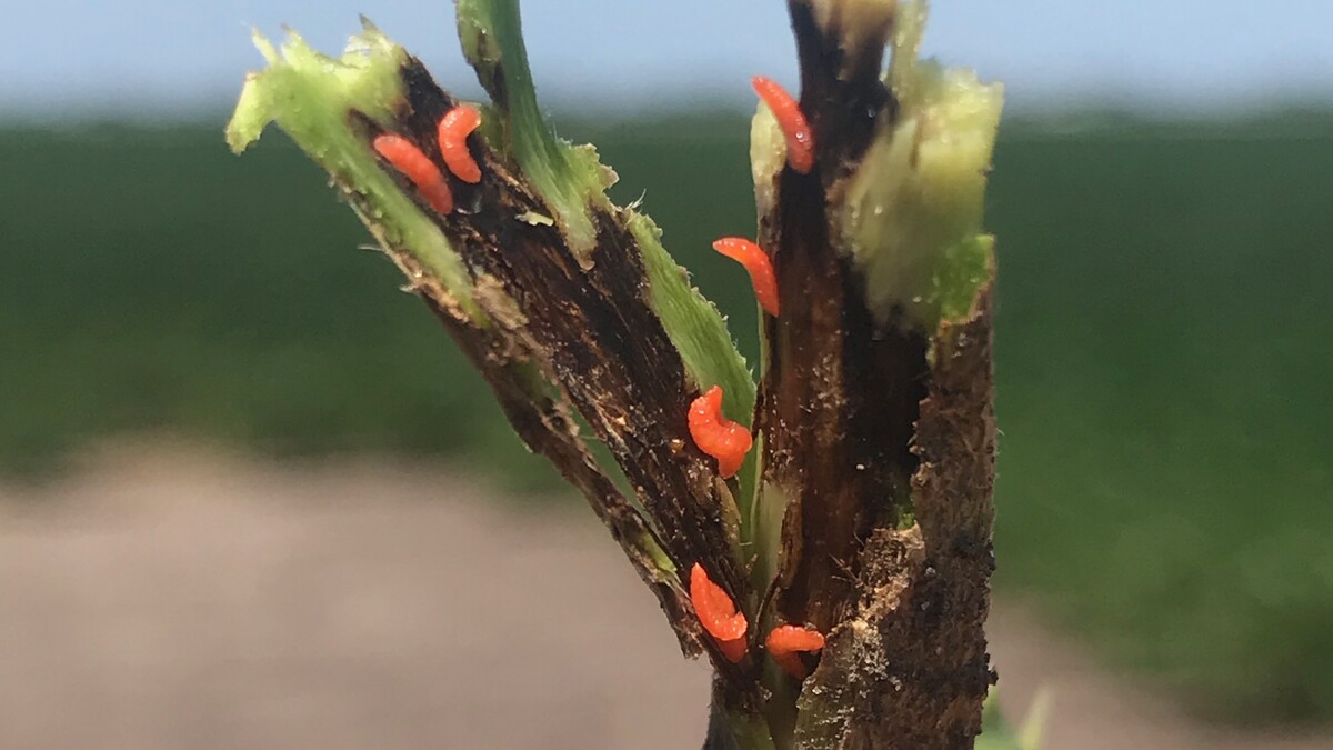 Soybean Gall Midge Larvae