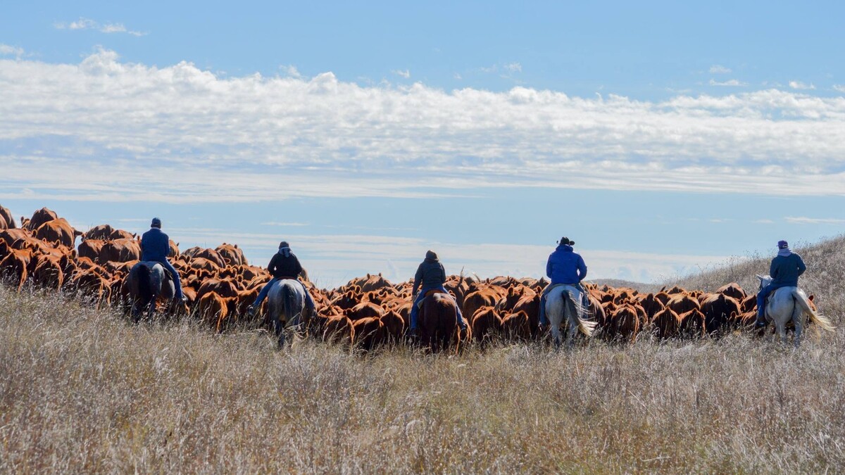 horseback riders