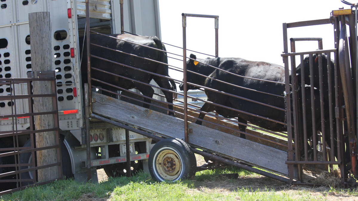 cattle