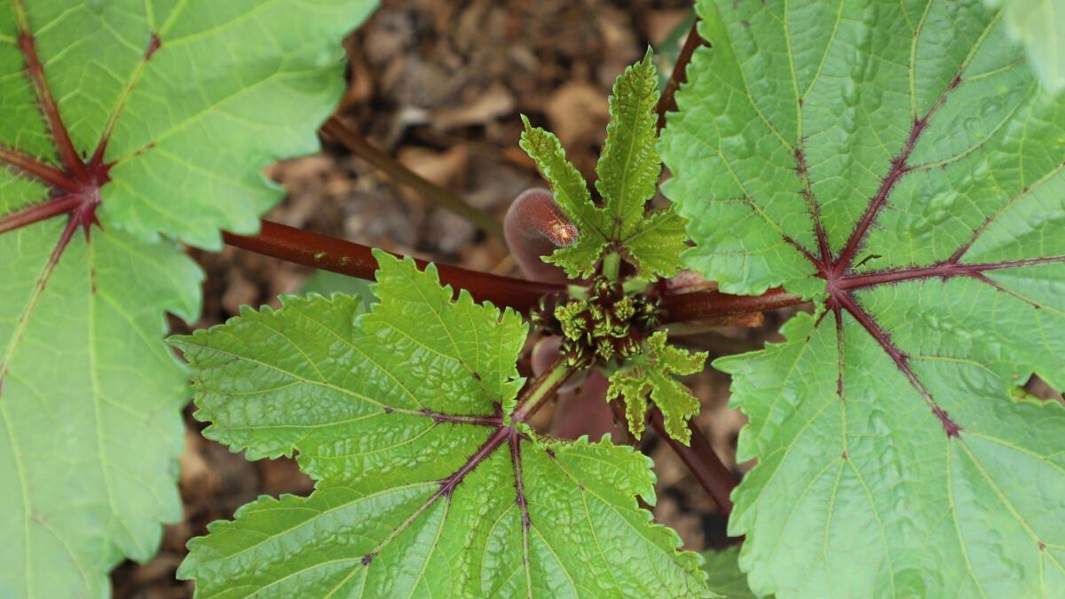plant