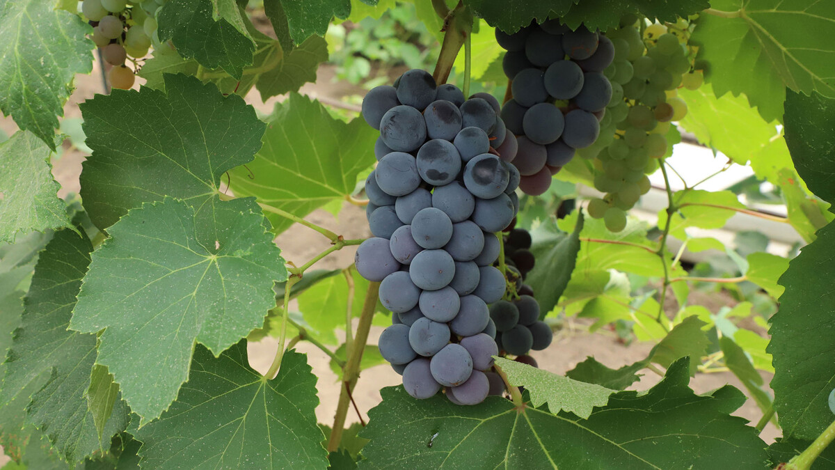 Nebraska winemakers