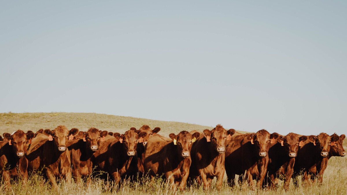 Schuler Red Angus