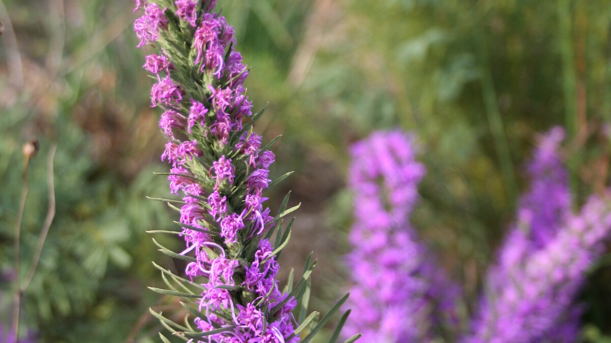 Prairie Flowers