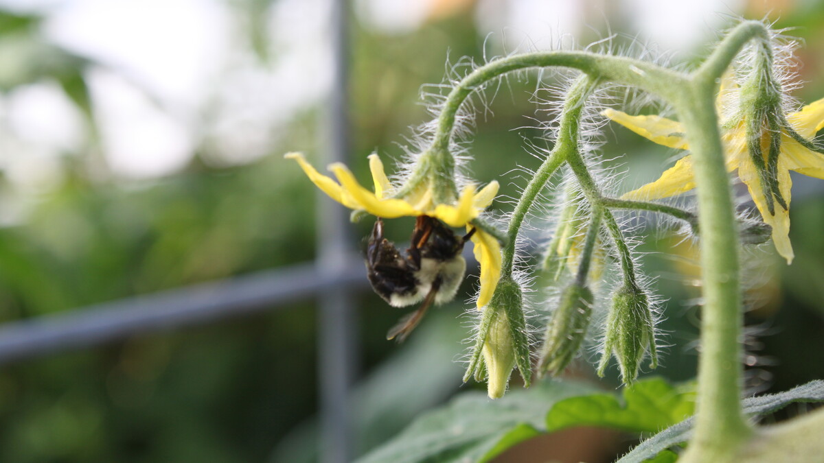 Organic Farming 