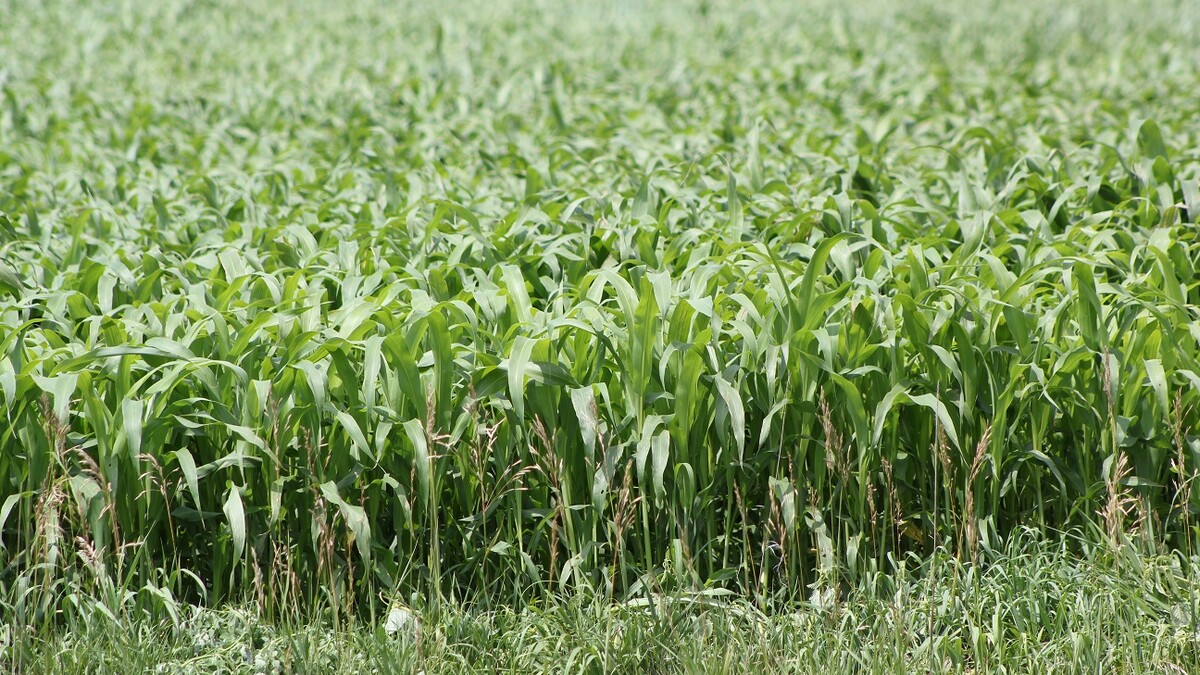 sorghum
