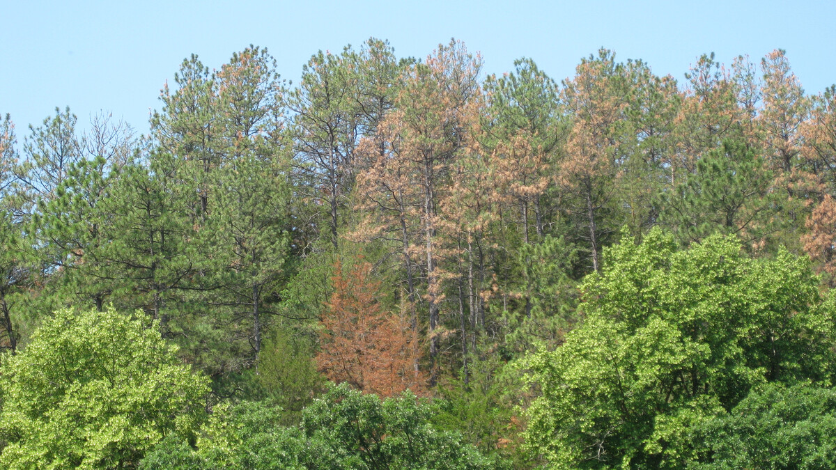 Ponderosa Pines along the Niobrara River