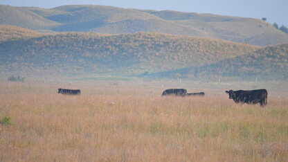 cattle grazing