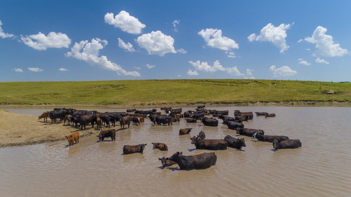 Nebraska cattle heat stress