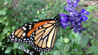 Monarch Butterfly