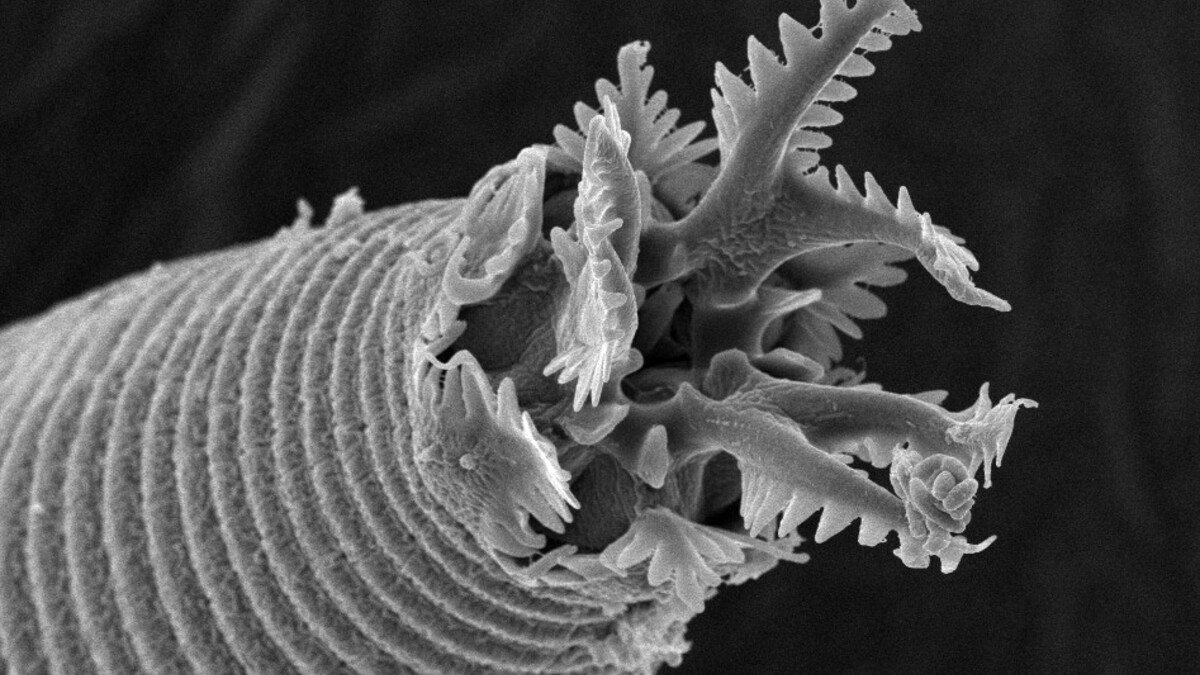 Acrobeles nematode