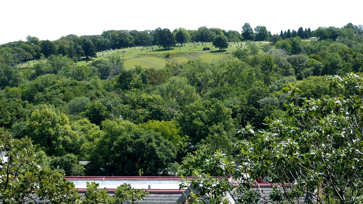 Field of trees