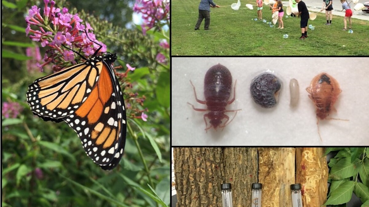 BugMasters
