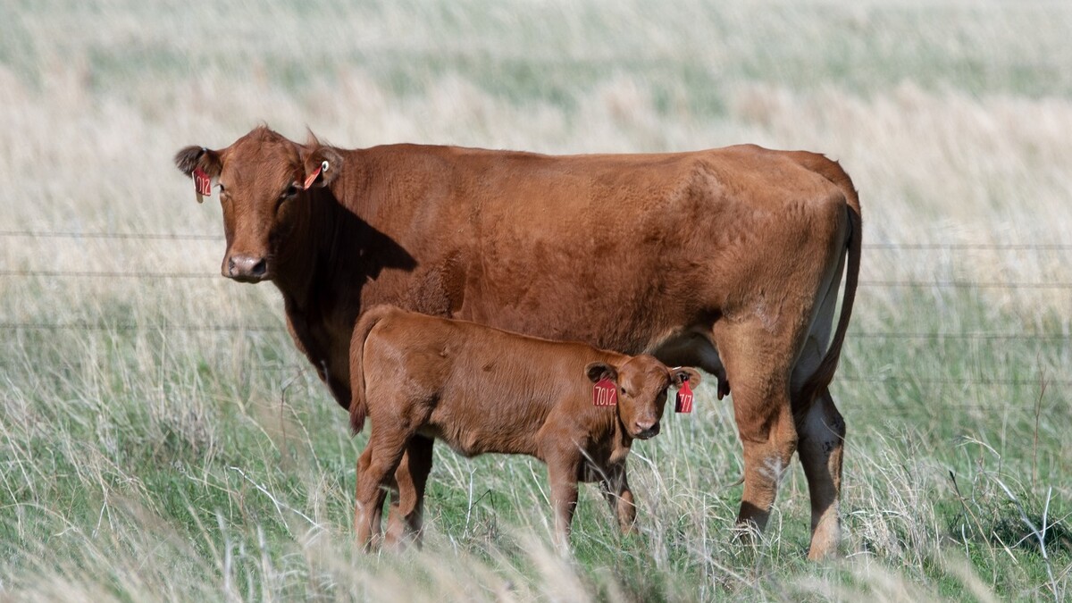 cow calf pair