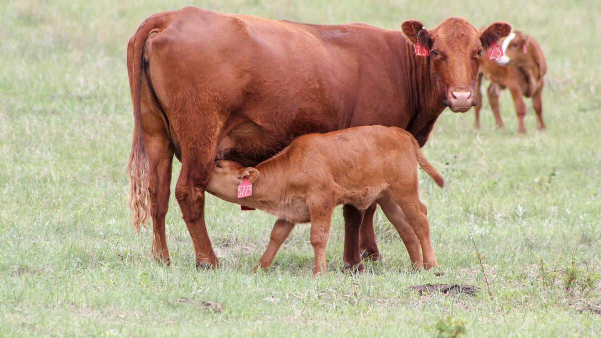 2021 Nebraska Ranch Practicum
