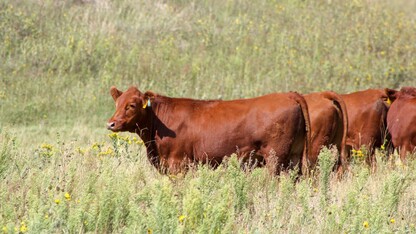 cattle grazing