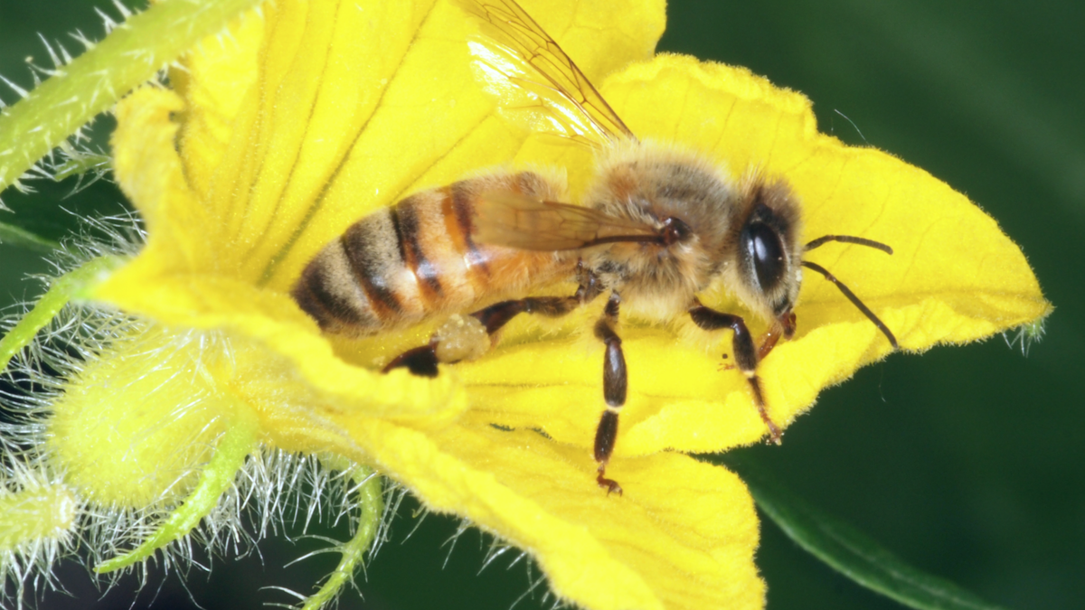 Honey Bee