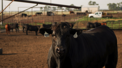 calf in feedlot