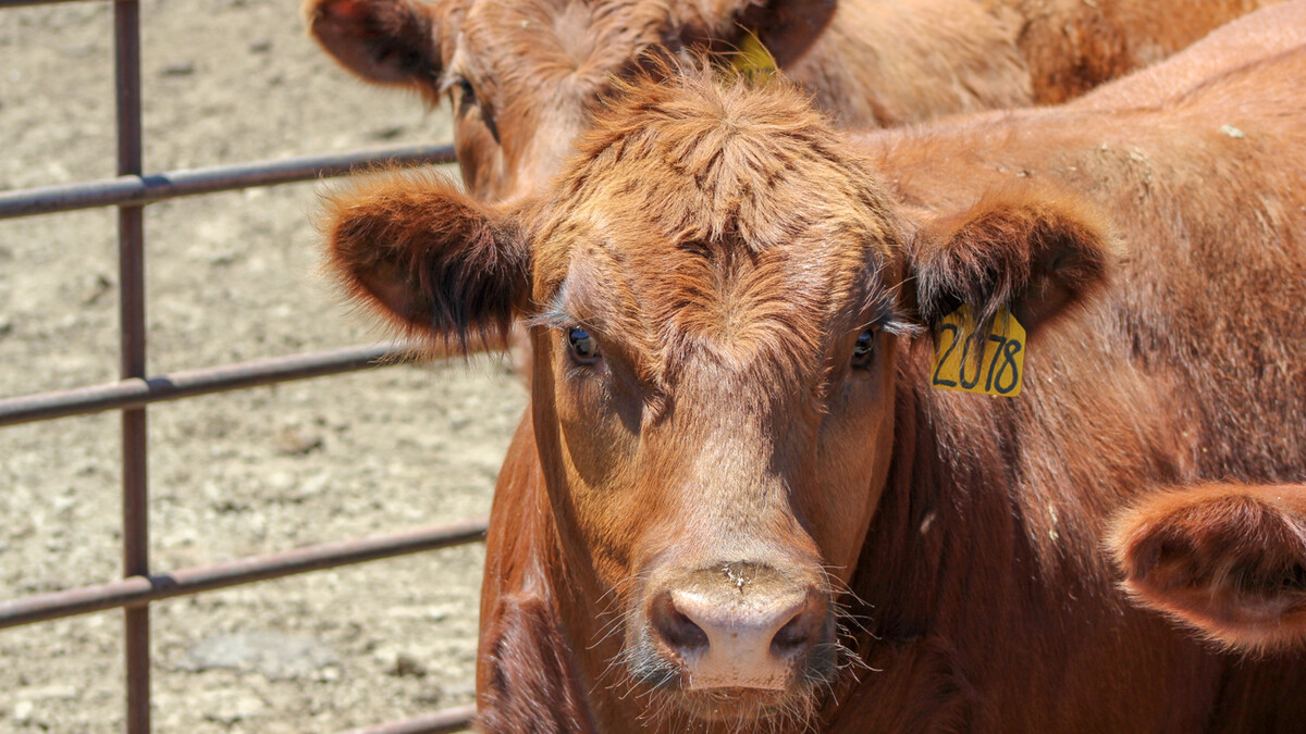 cattle