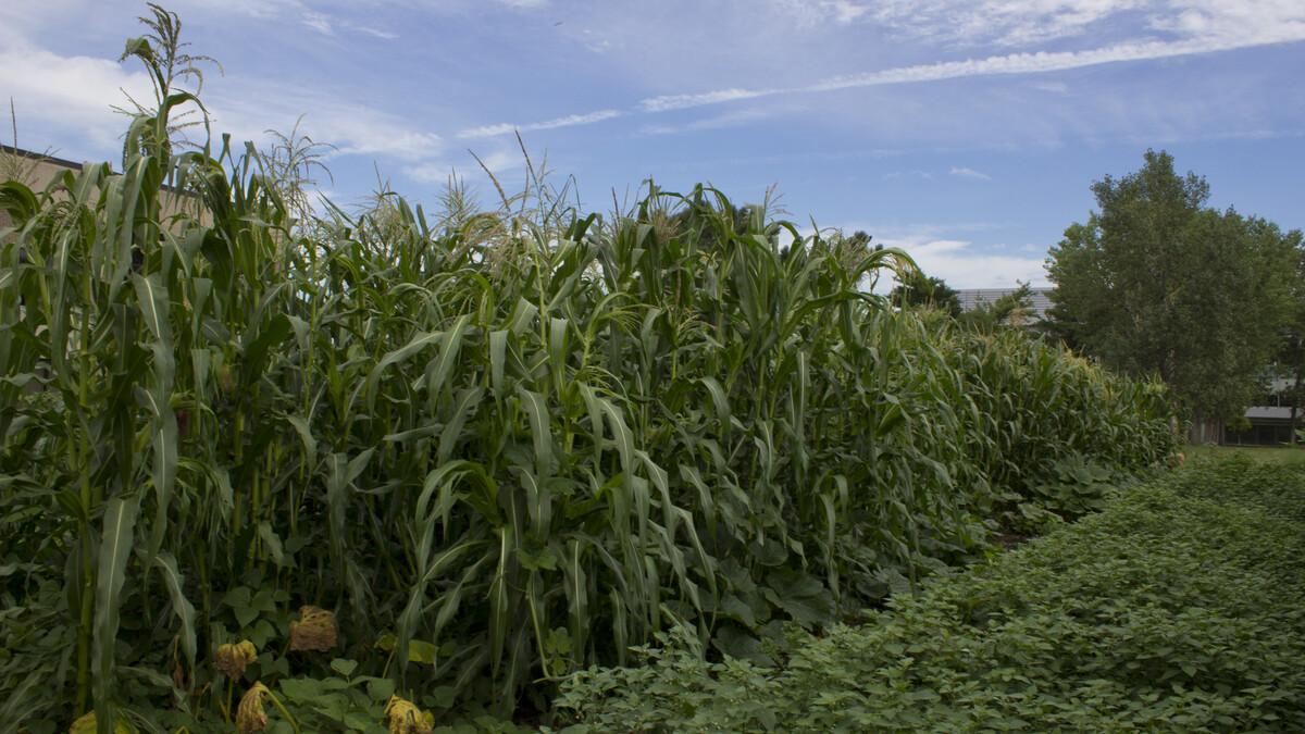 Student organic farm