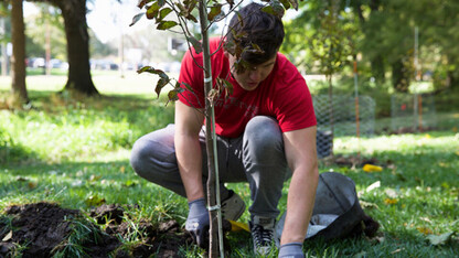 tree planting