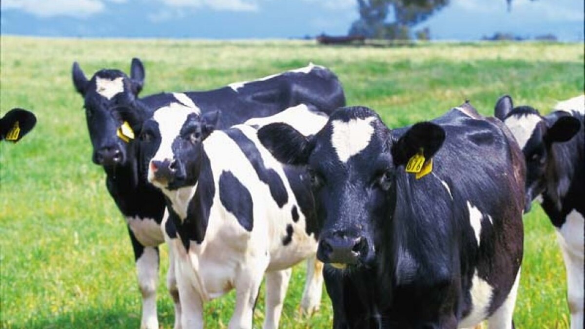 Dairy cattle