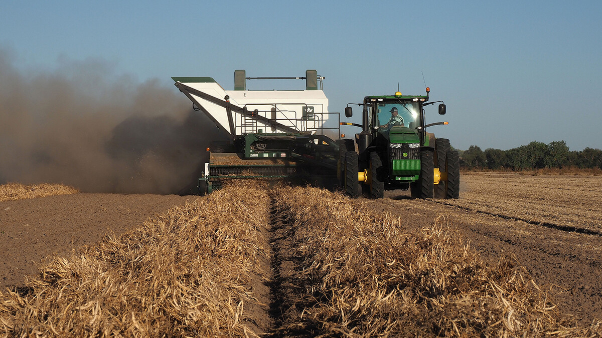 Dry bean harvest