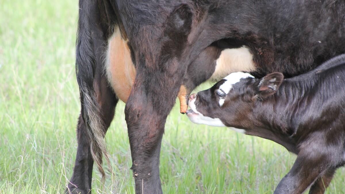 calf suckling
