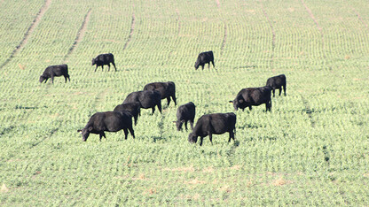 cattle grazing