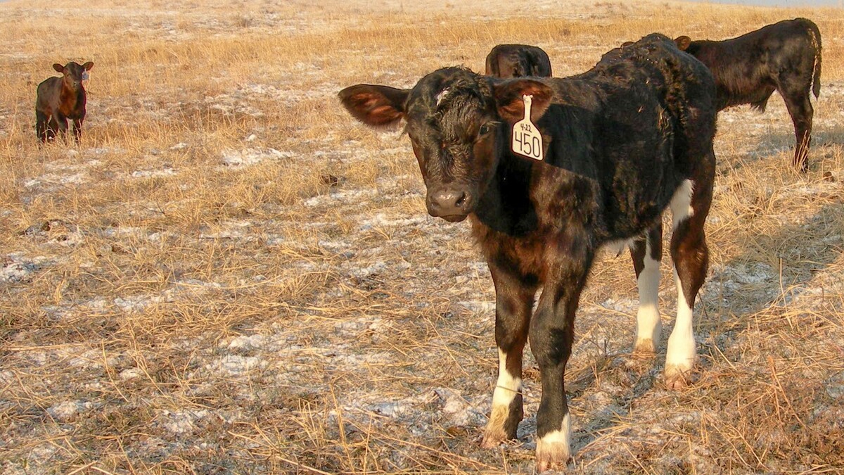 UNL Beef