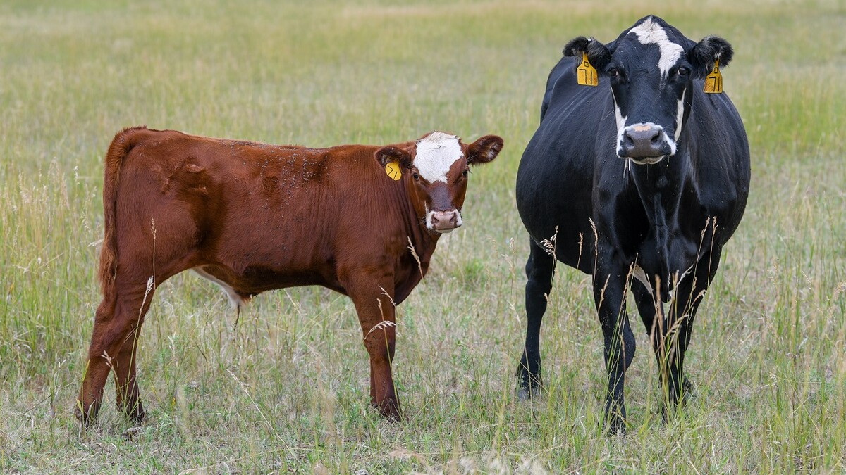 cattle