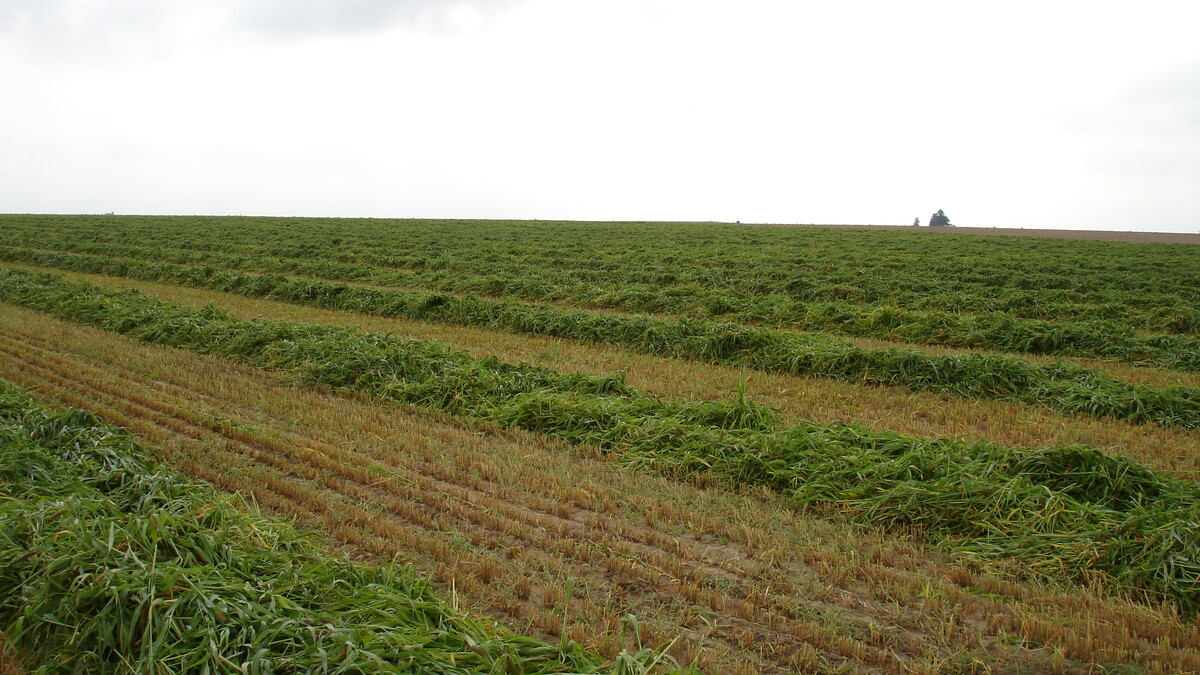 Windrow grazing