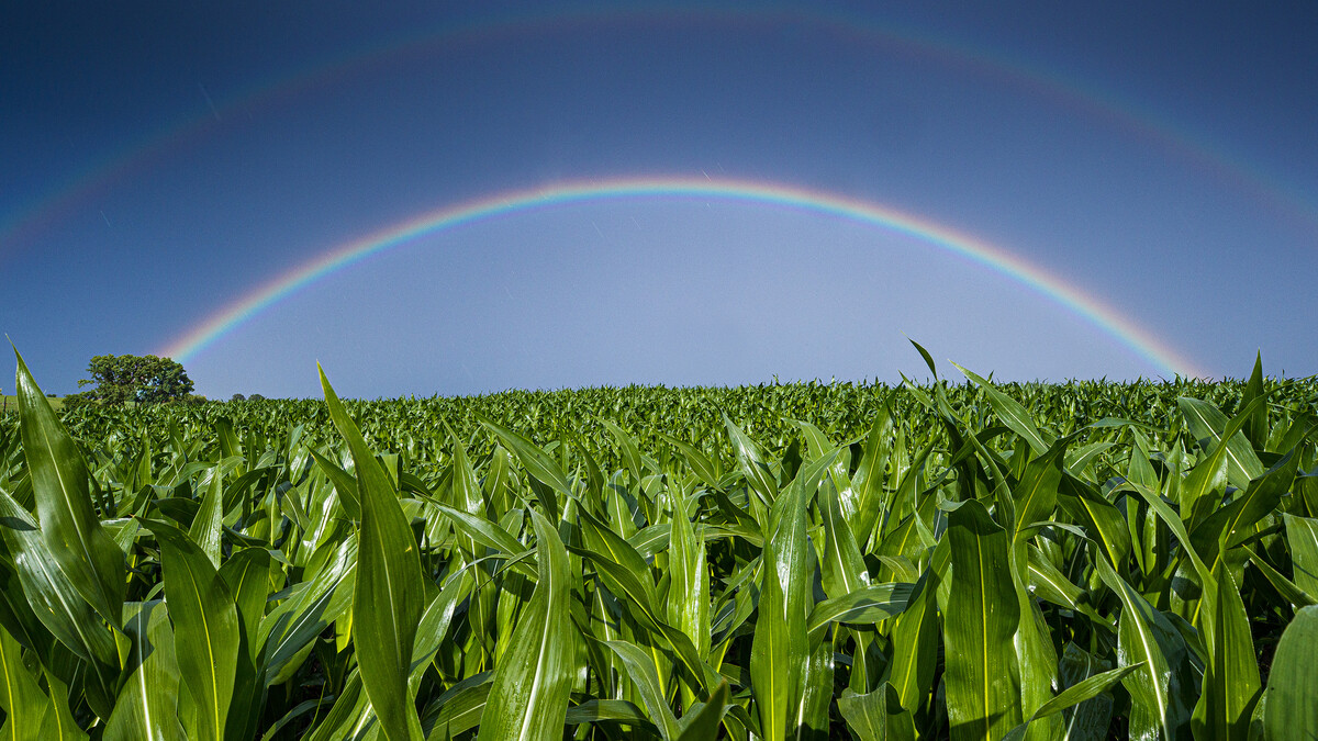 Nebraska Crop Scouting Competition
